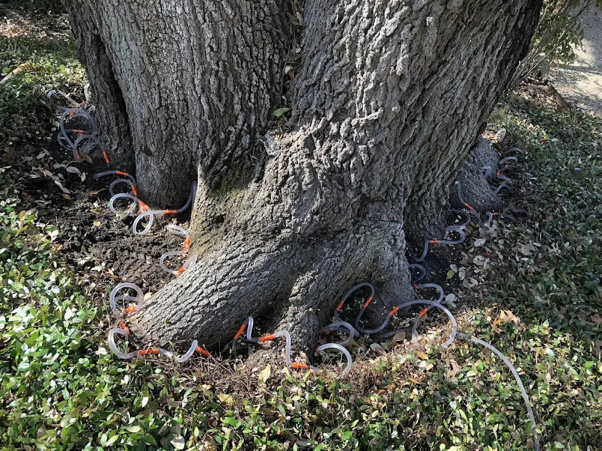Detailed Tree Cabling and Bracing job site in Montgomery City