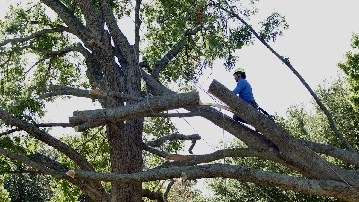 Professional Crown Thinning performed by certified arborists in Montgomery City