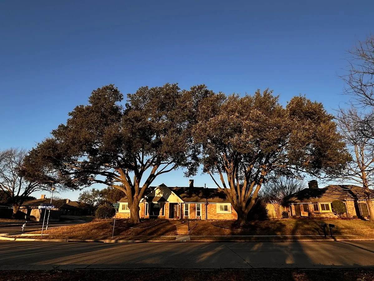 Established residential canopy tree shading a home in Montgomery City